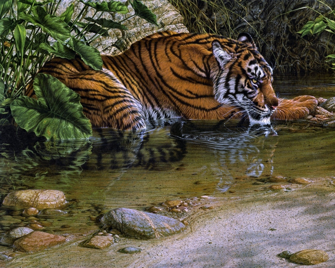 Тигр лежит у воды