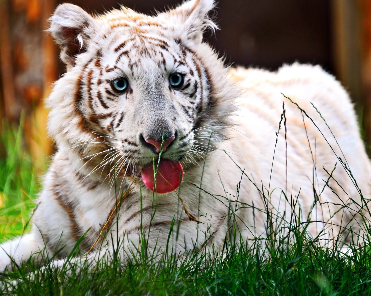 Белый тигренок