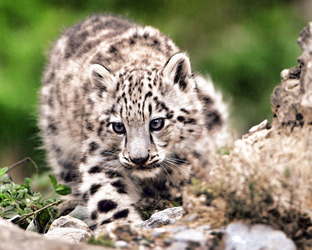 Дикая кошка на охоте