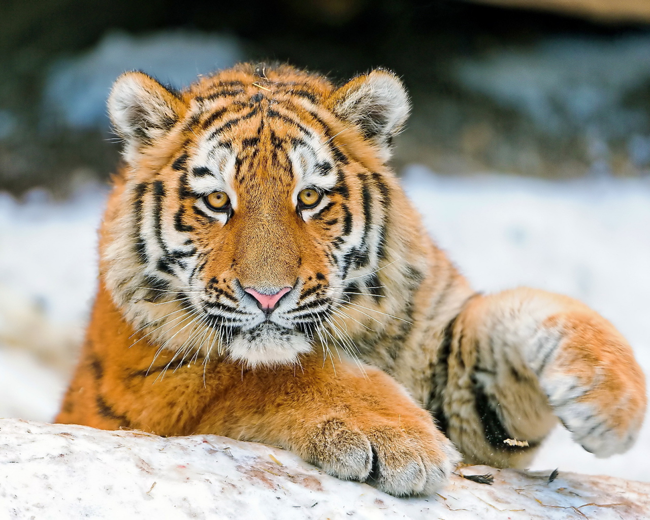 Молодой тигр играет