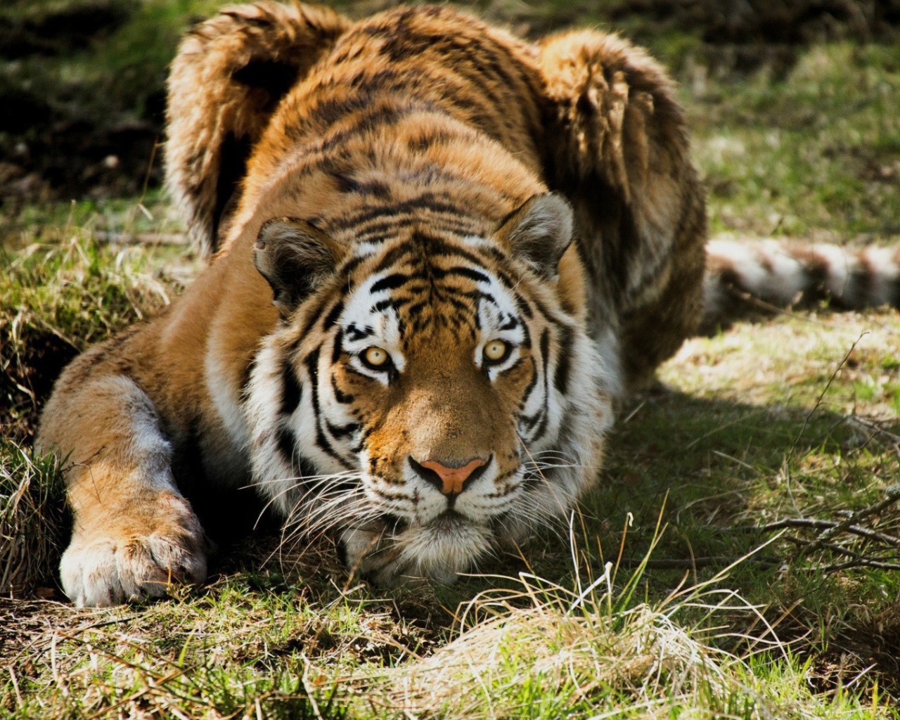 Тигр на охоте