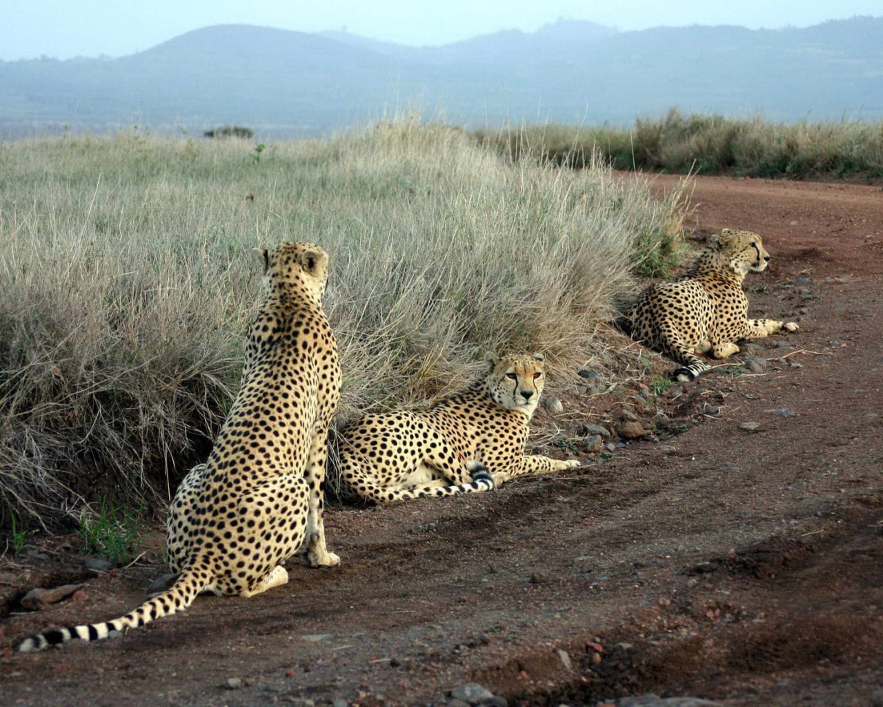 Леопарды лежат на дороге