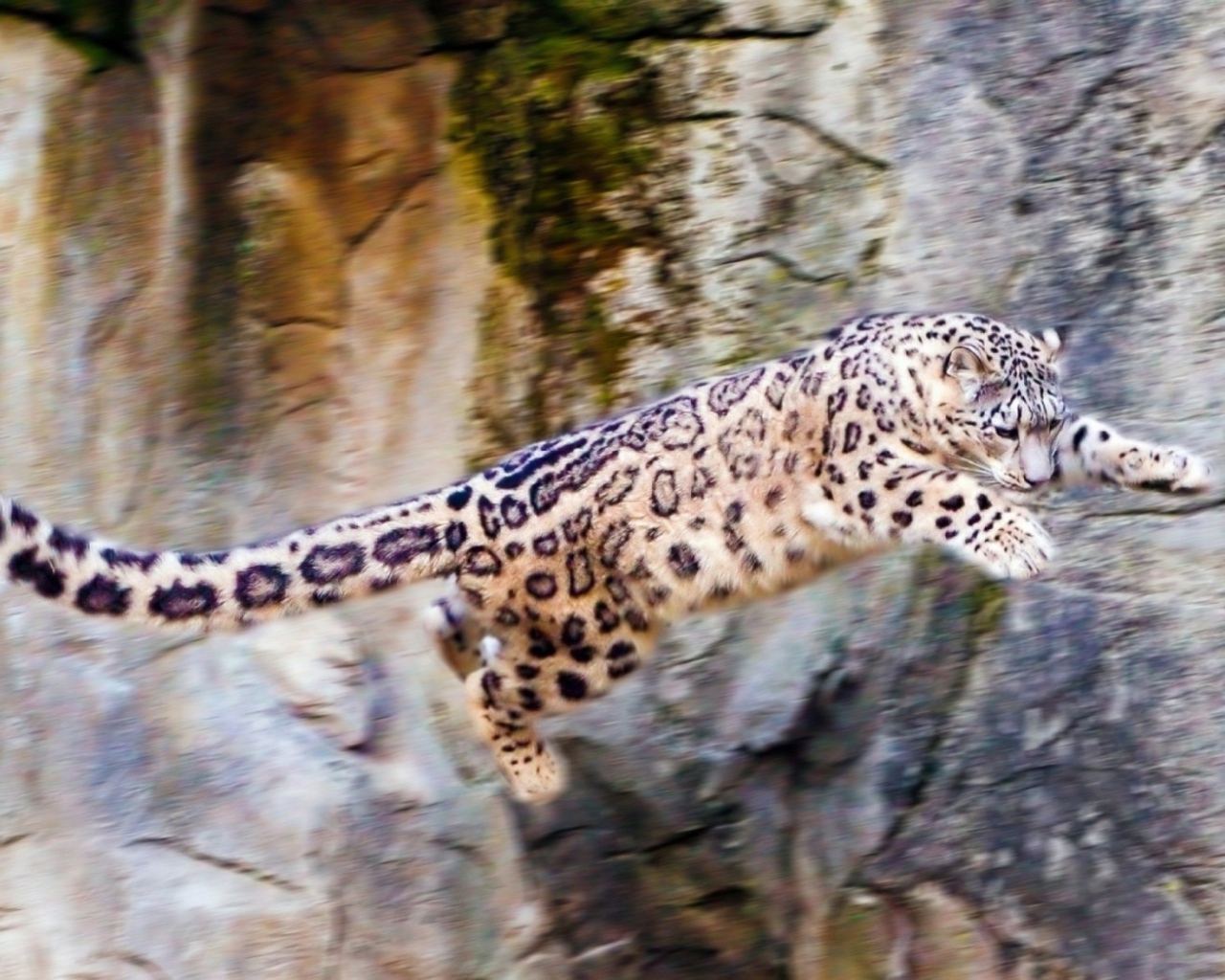 Снежный барс прыгает со скалы