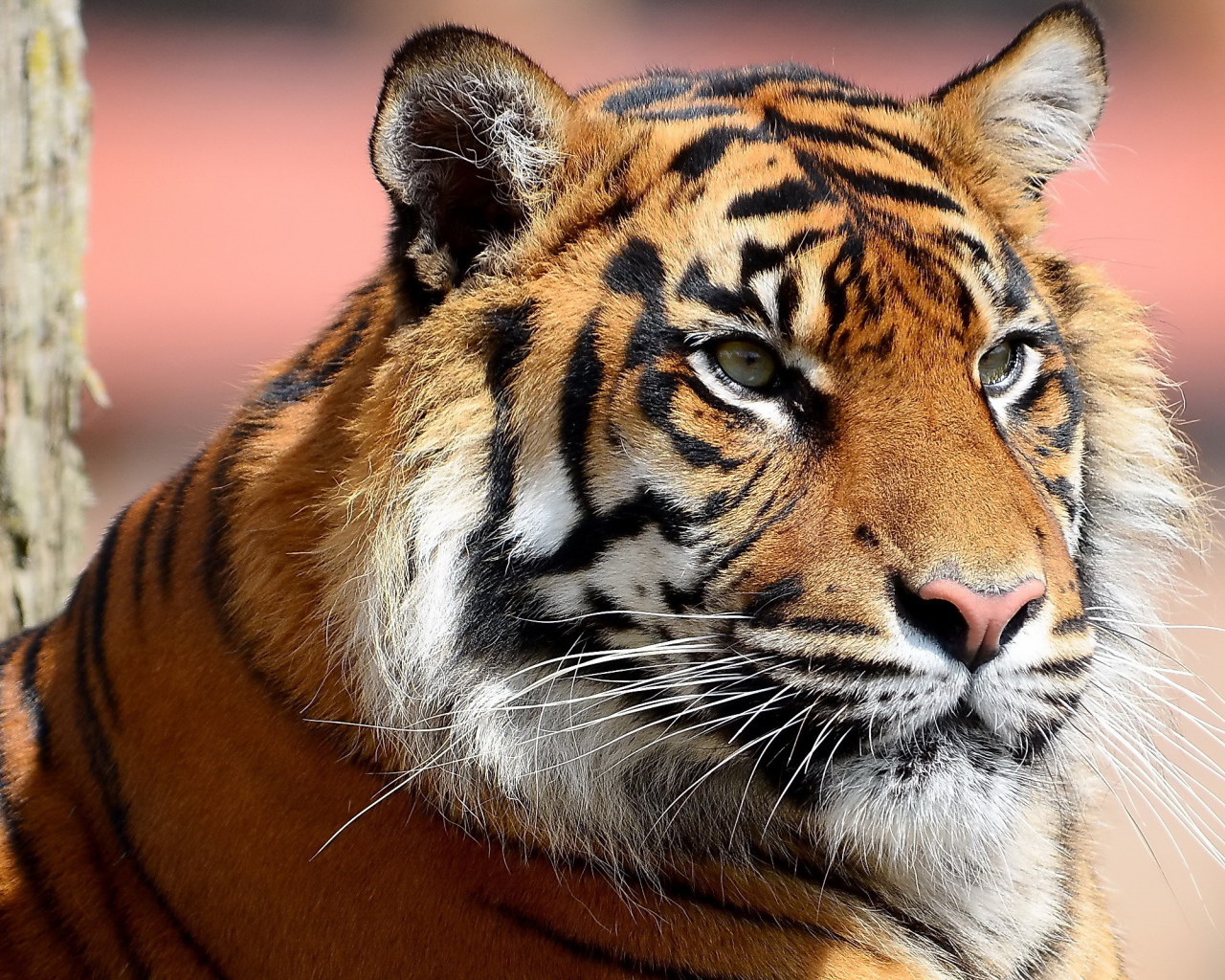 Усатая морда тигра