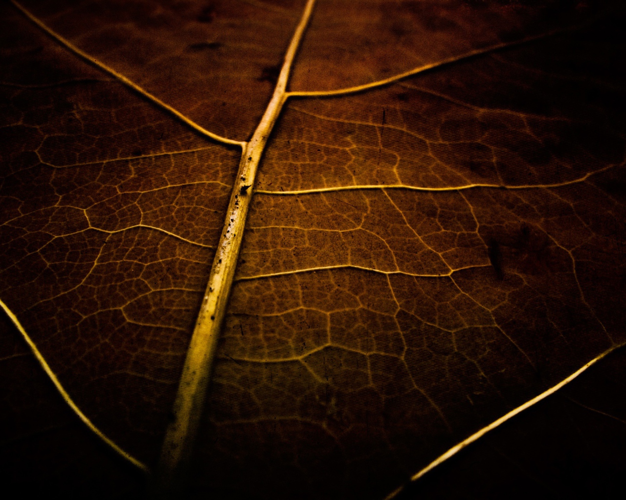 Фон высохший лист