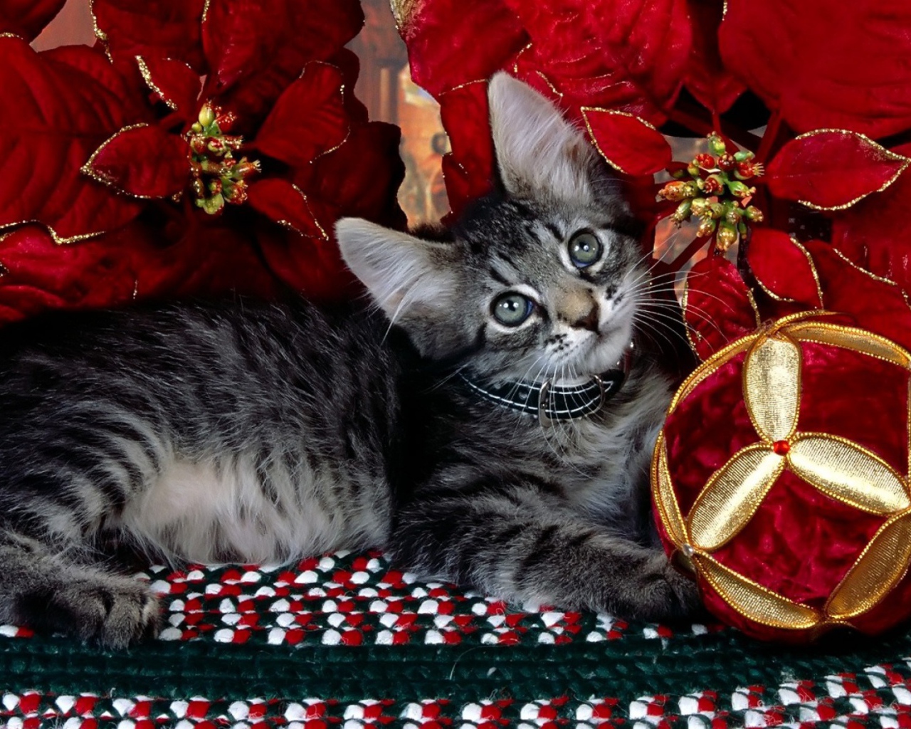 Серый котёнок на рождество