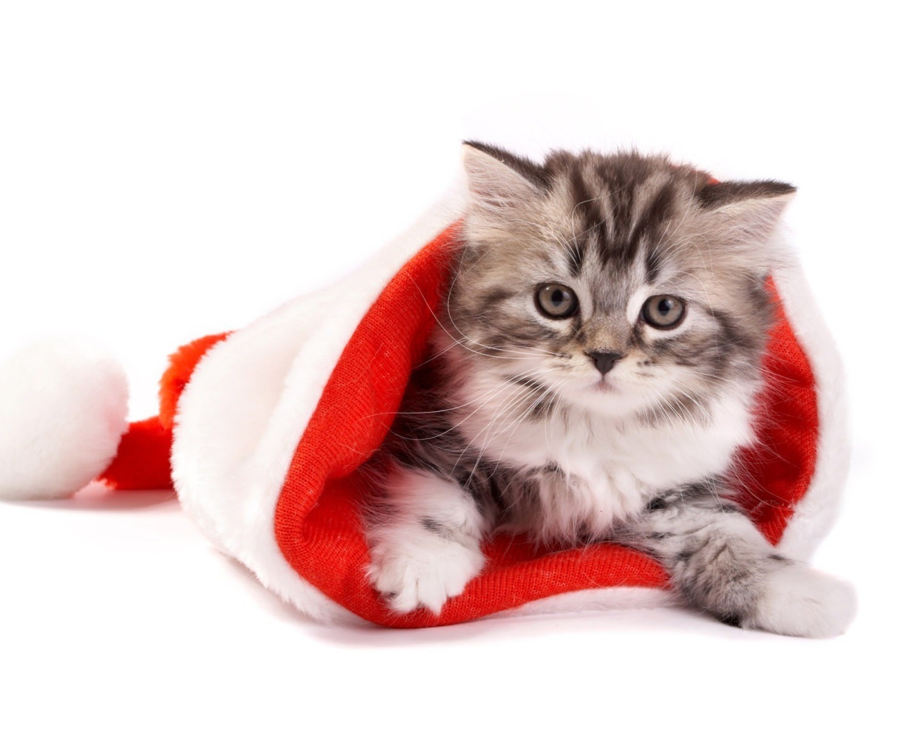 Серебристый котёнок в шапке Деда Мороза на рождество