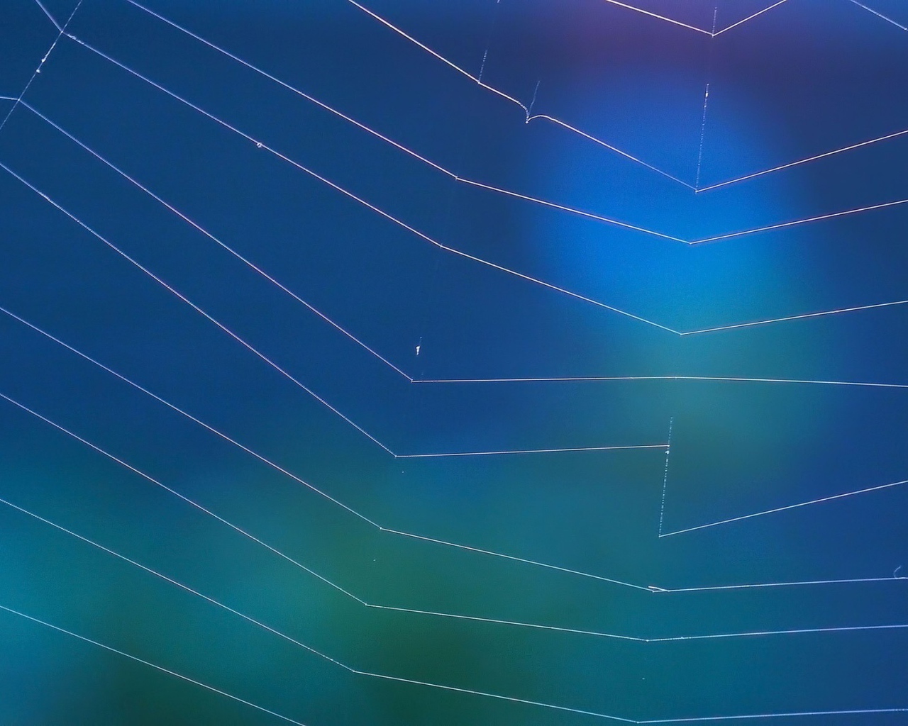 Мировая паутина