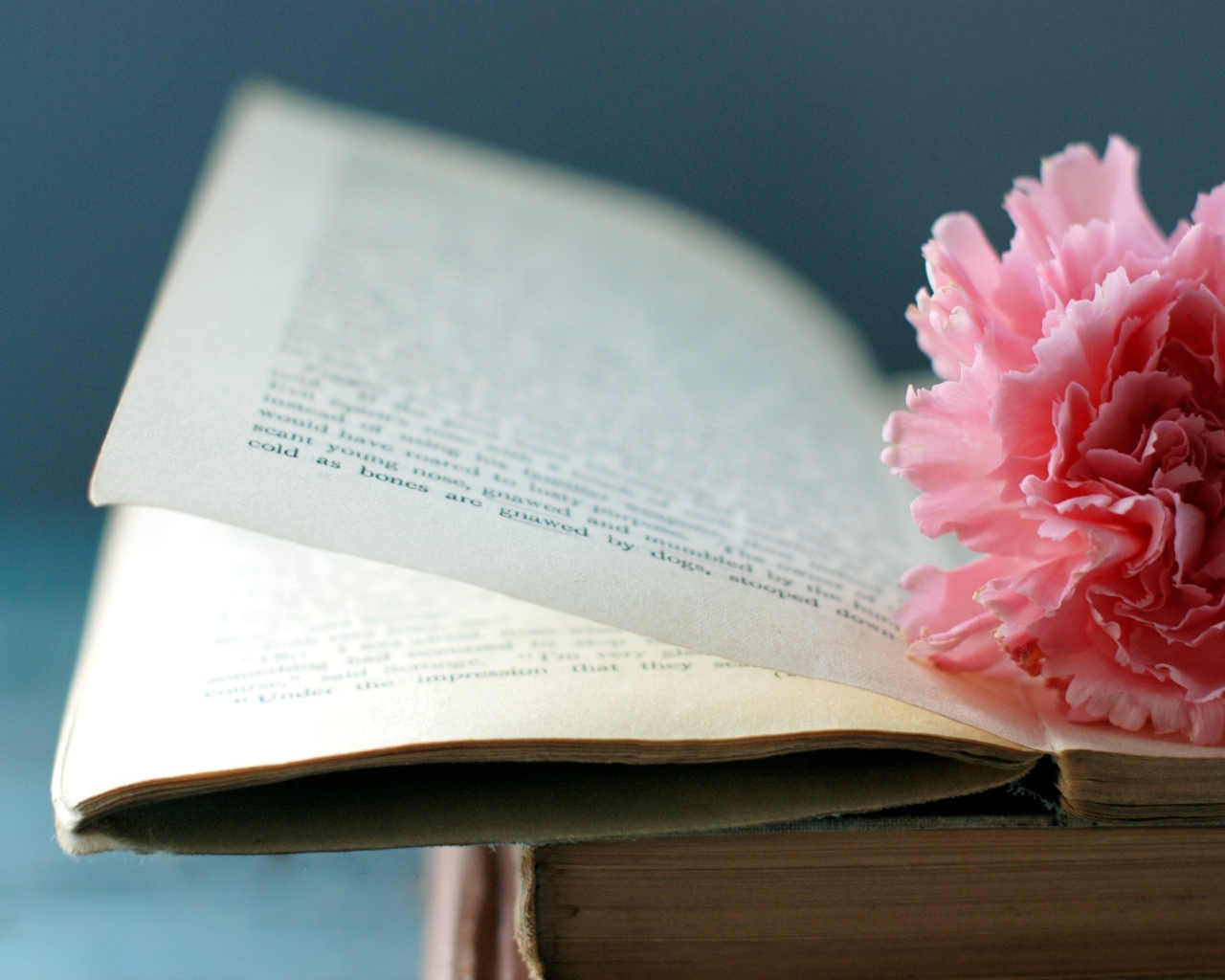 Цветок на книге