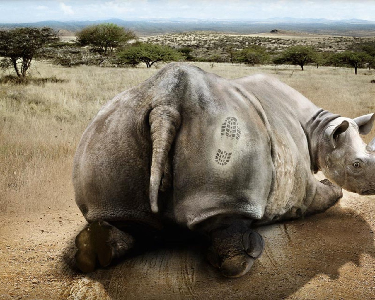 Носорог получил пинка