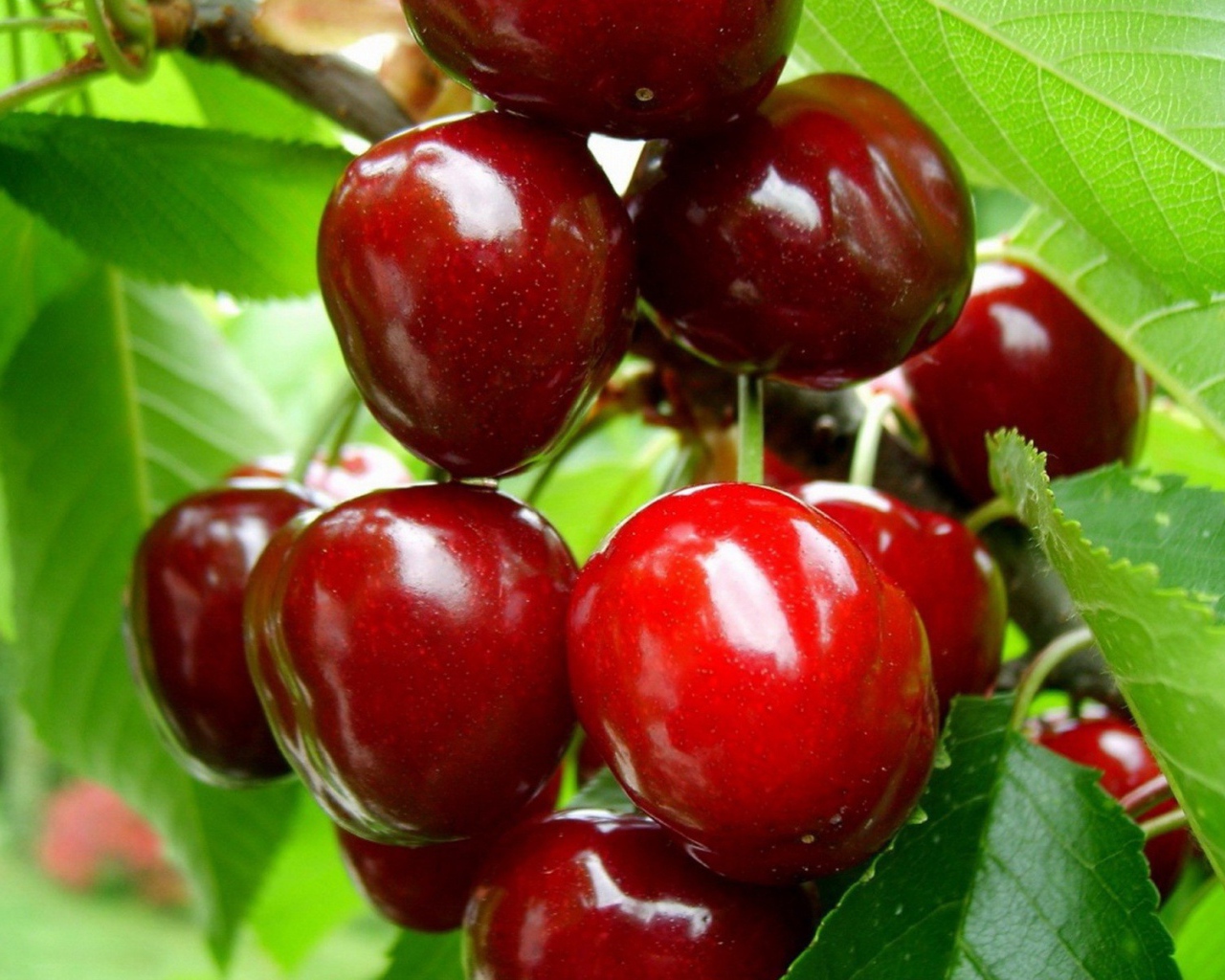 Спелая вишня на ветке