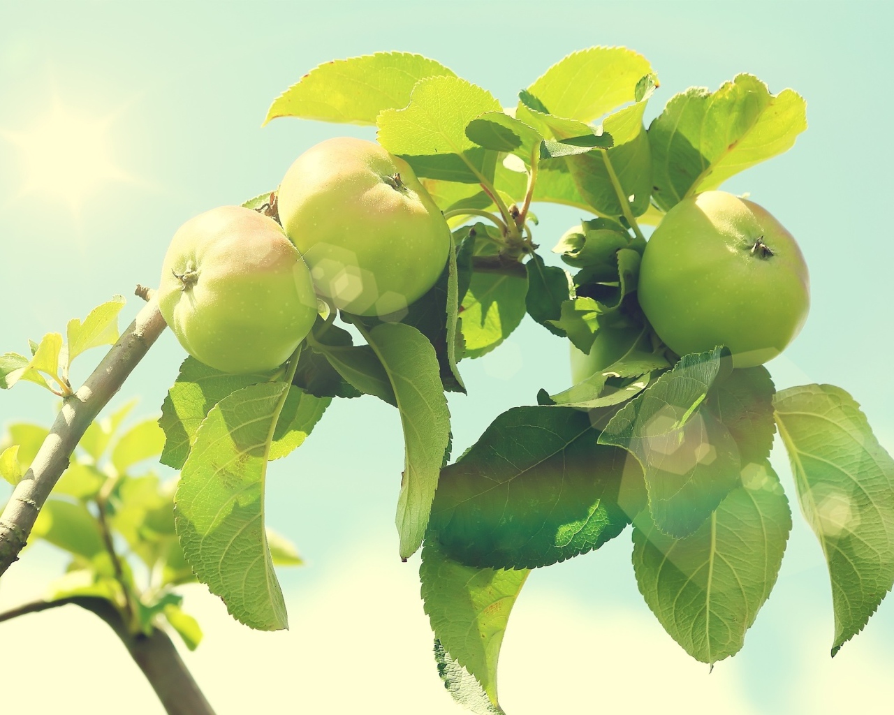 Яблоки на дереве