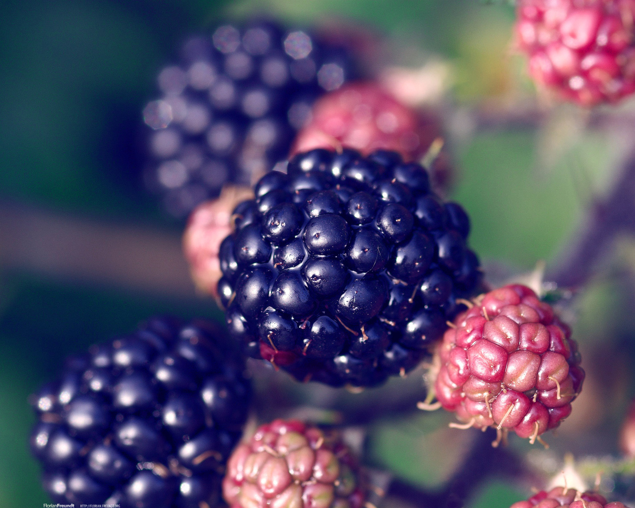 Веточка с ягодами