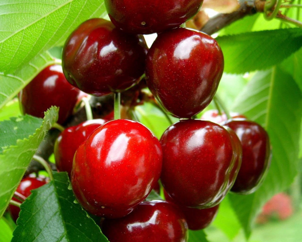 Зрелые плоды вишни