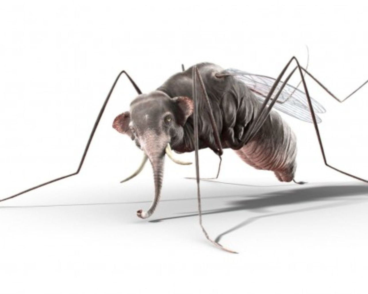 Комар с головой слона