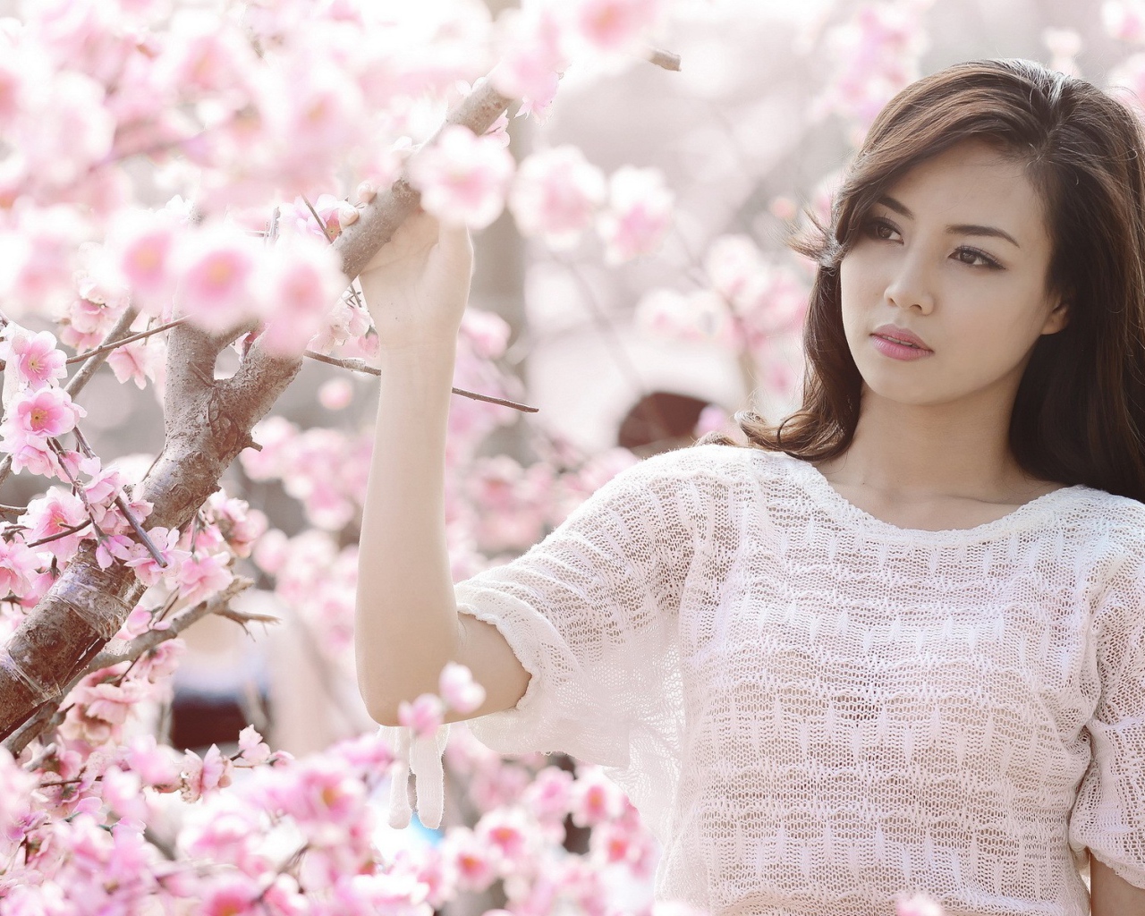 Весеннее цветение вишни