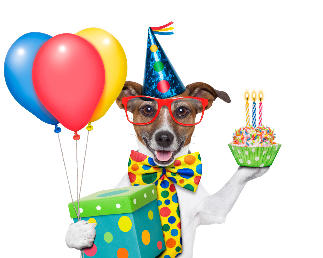 Весёлая собака на день рождения