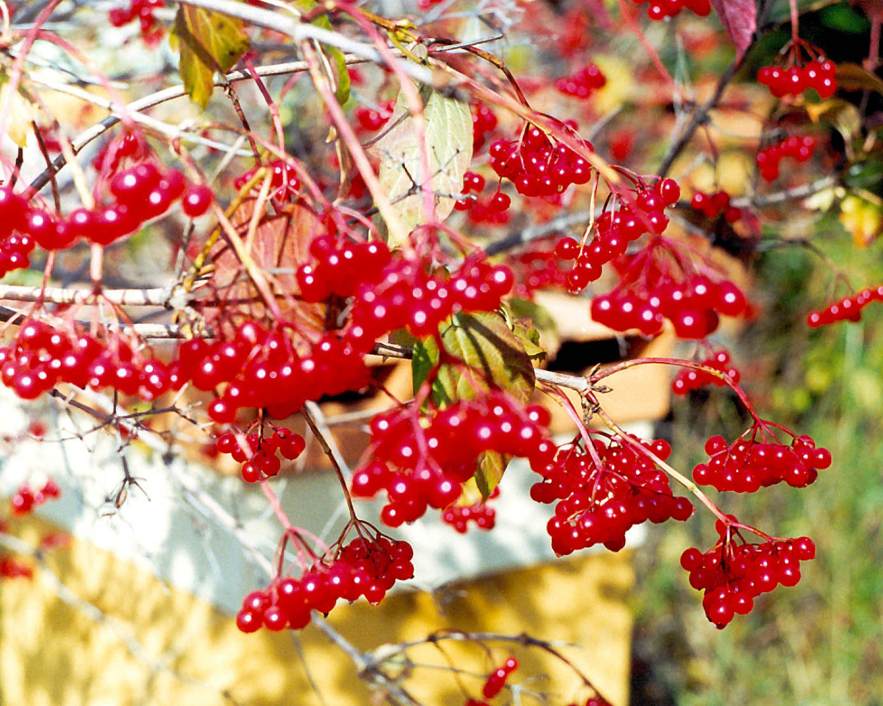  Калина Красная