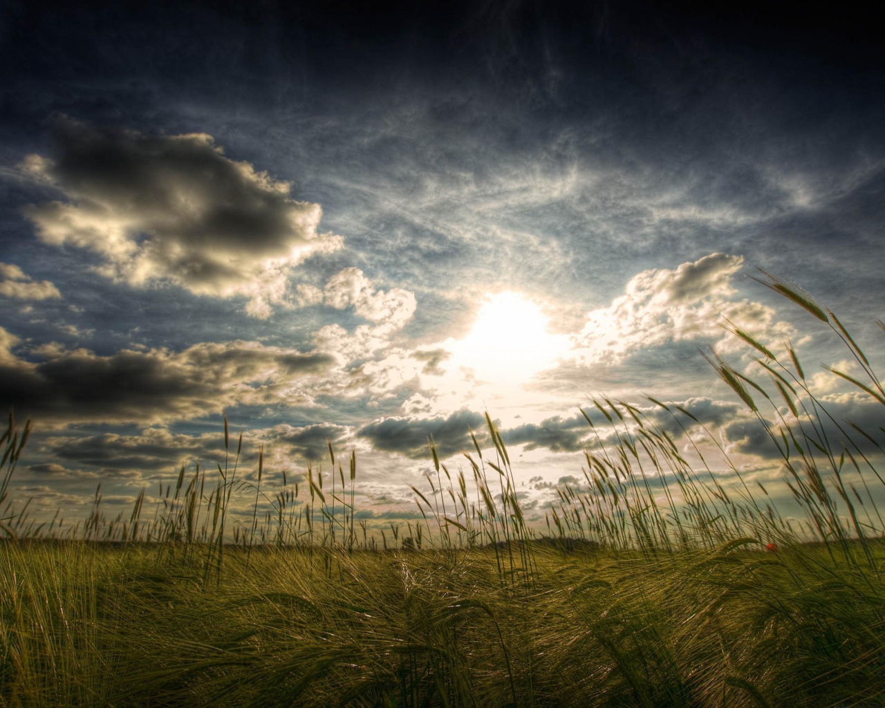 Пшеничное поле летом