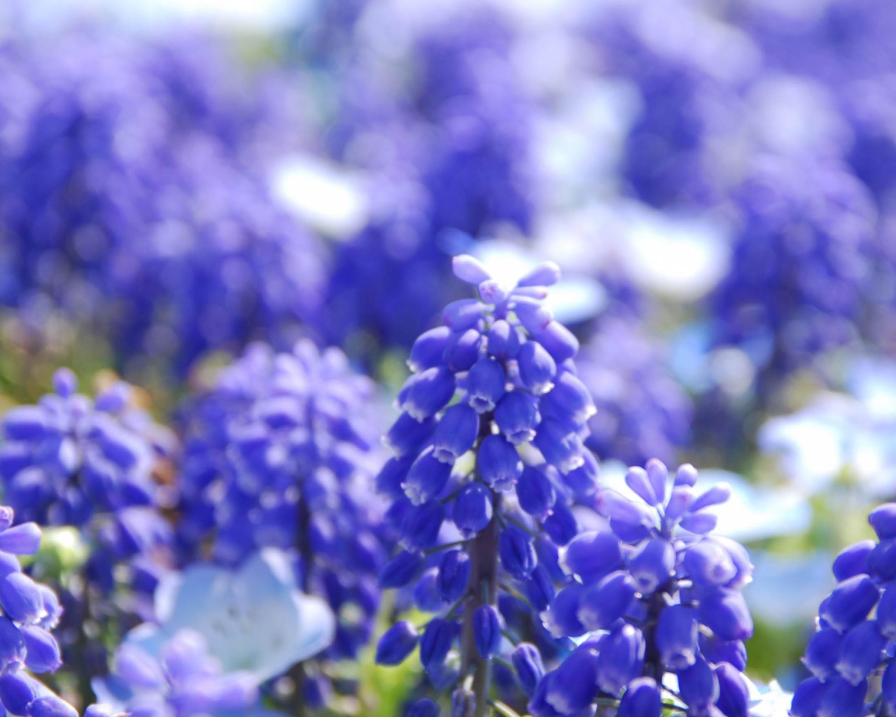 Голубые Гиацинты