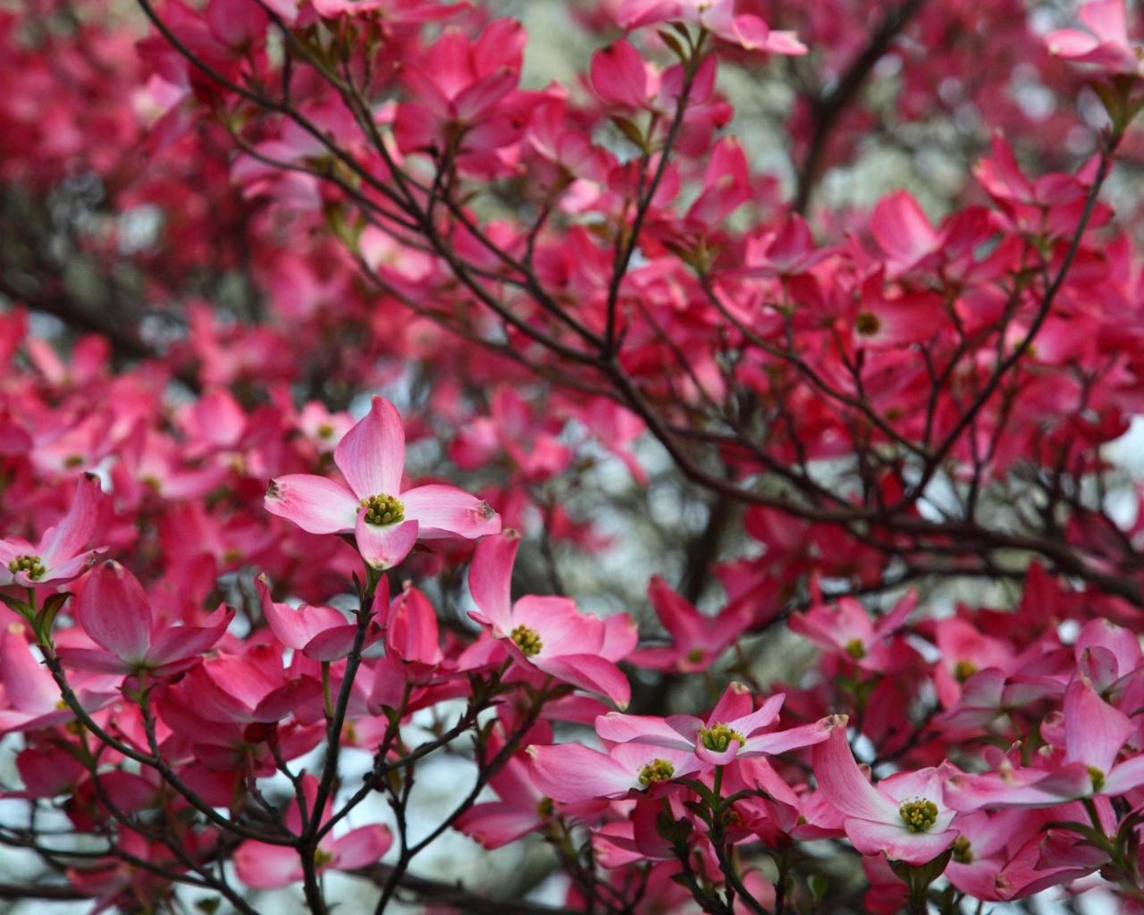 Веточка розовых цветов