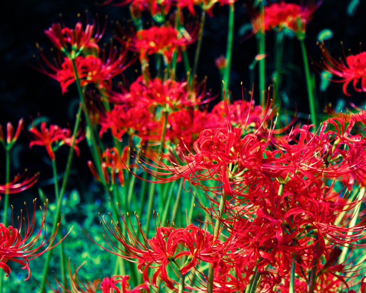 Яркие красные цветы