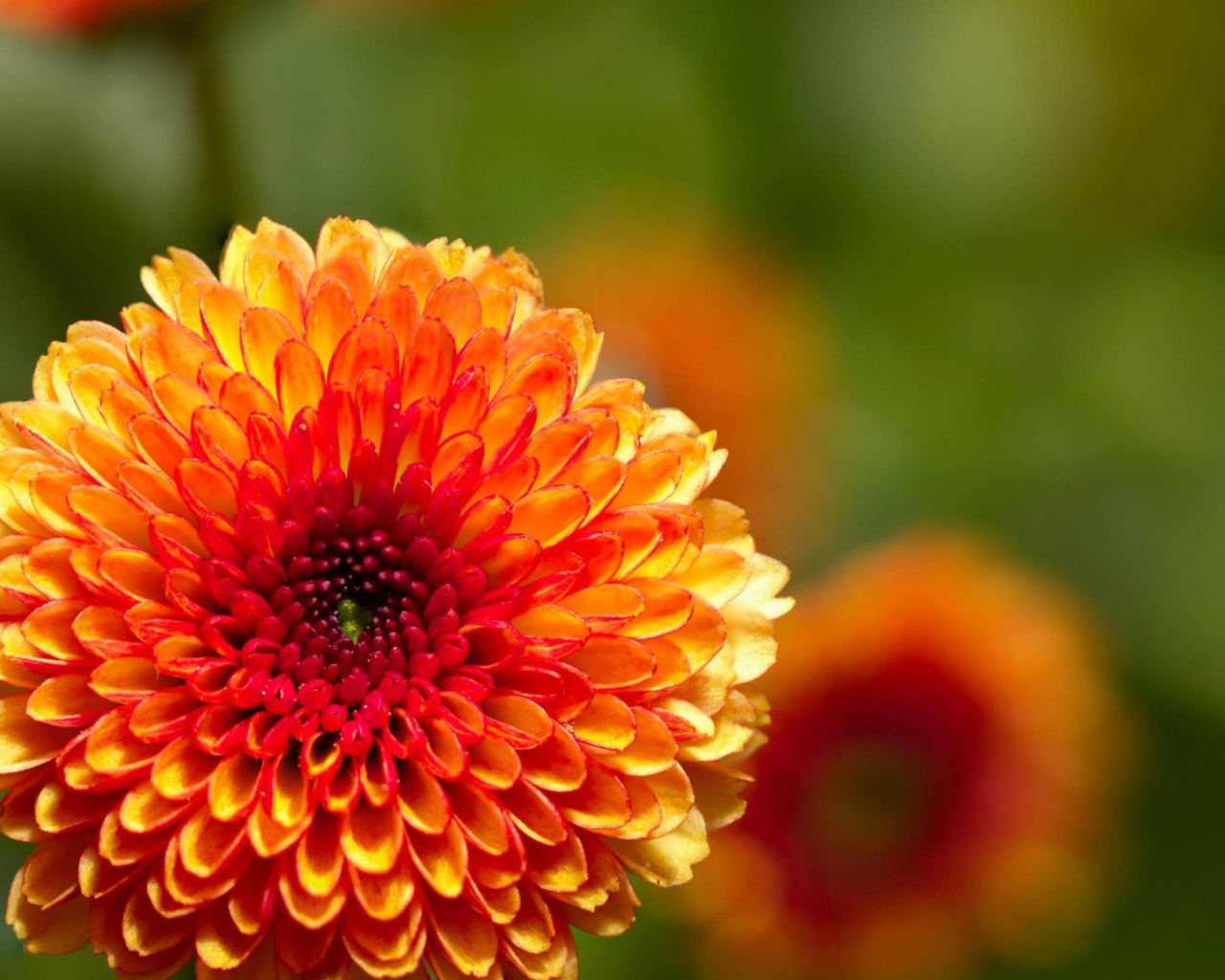 Жгучий цветок