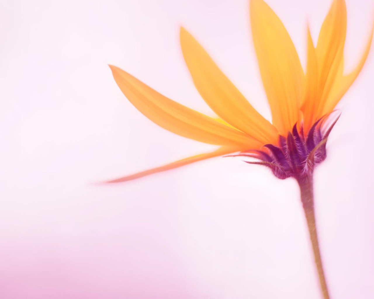 Нежный желтый цветок