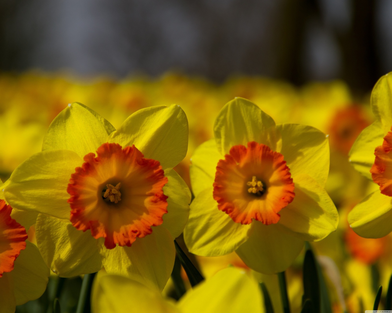 Поле желтых цветов