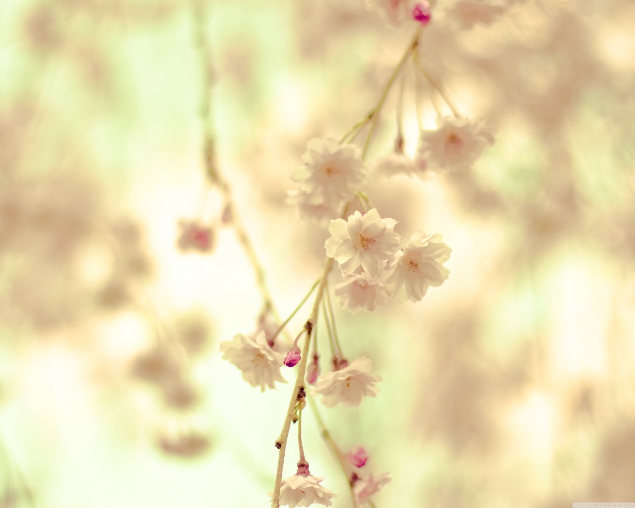 Цветочная веточка