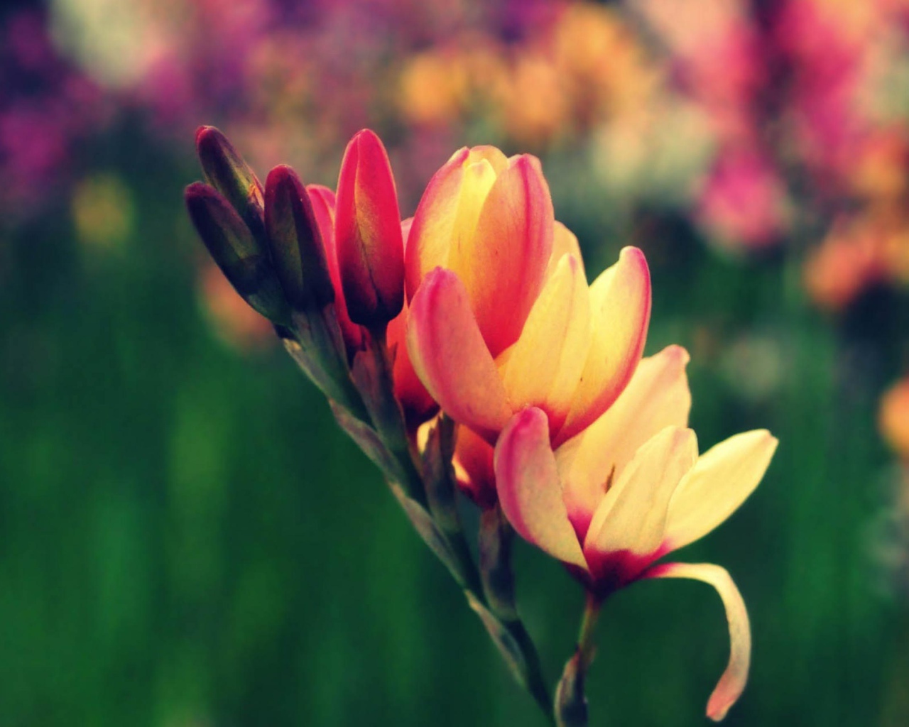 Цветы в саду