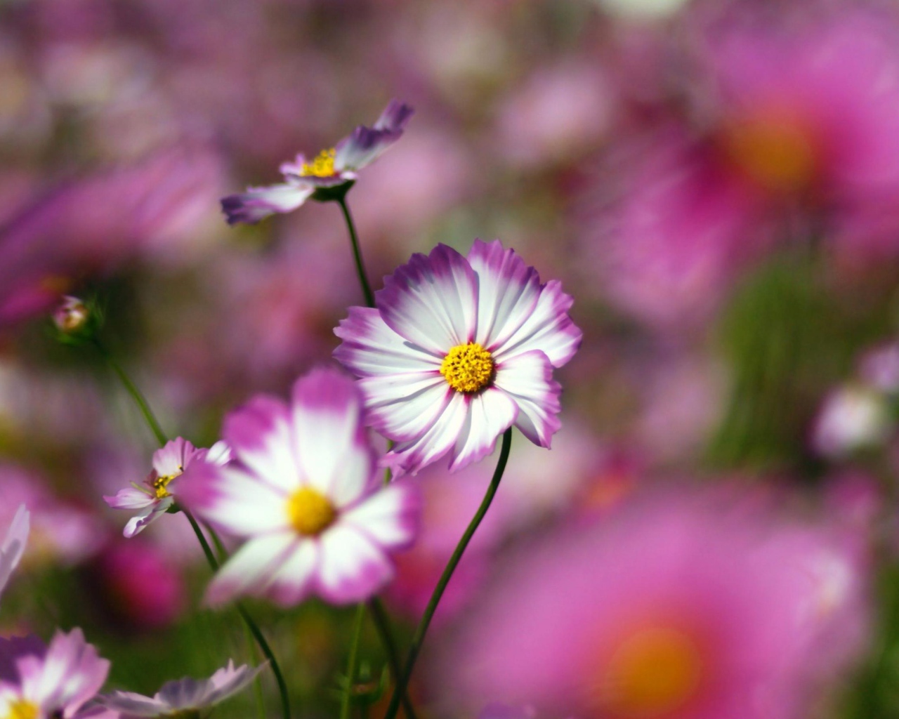 Цветы с желтым центром