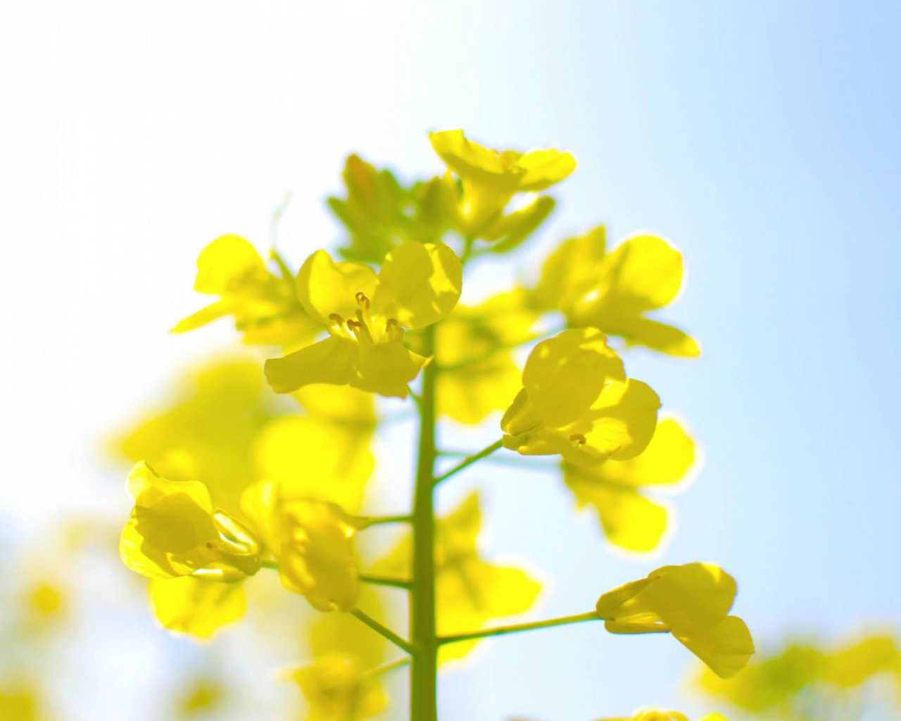 Нежные цветы