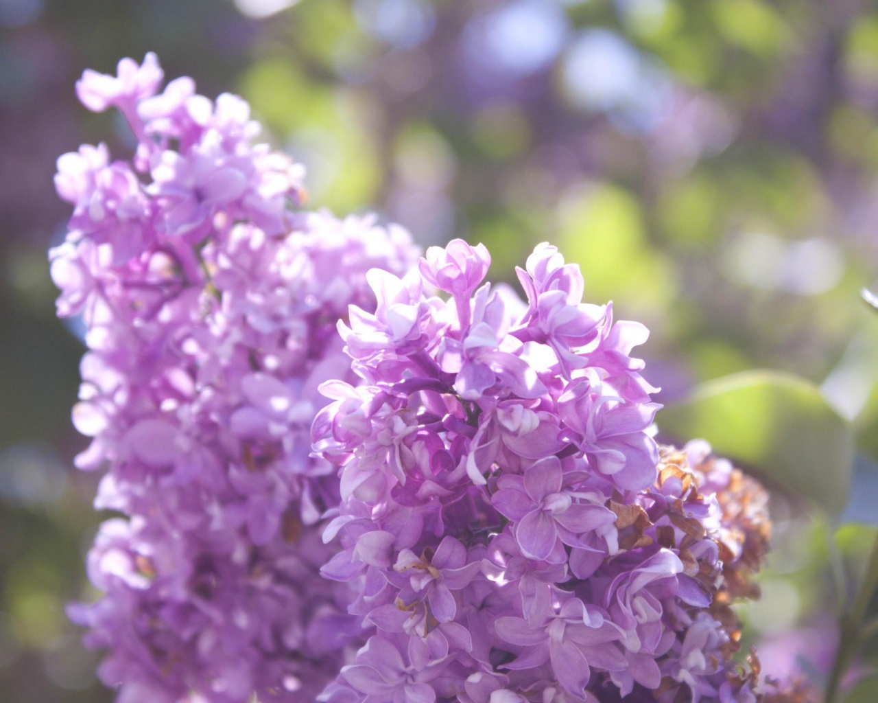 Нежная сирень