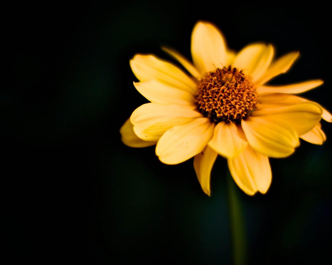 Японский цветок