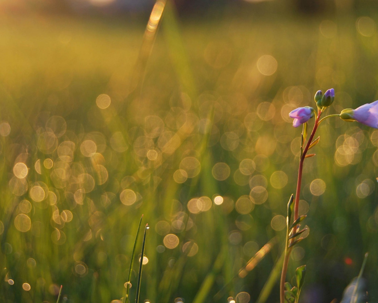 Одинокий цветочек
