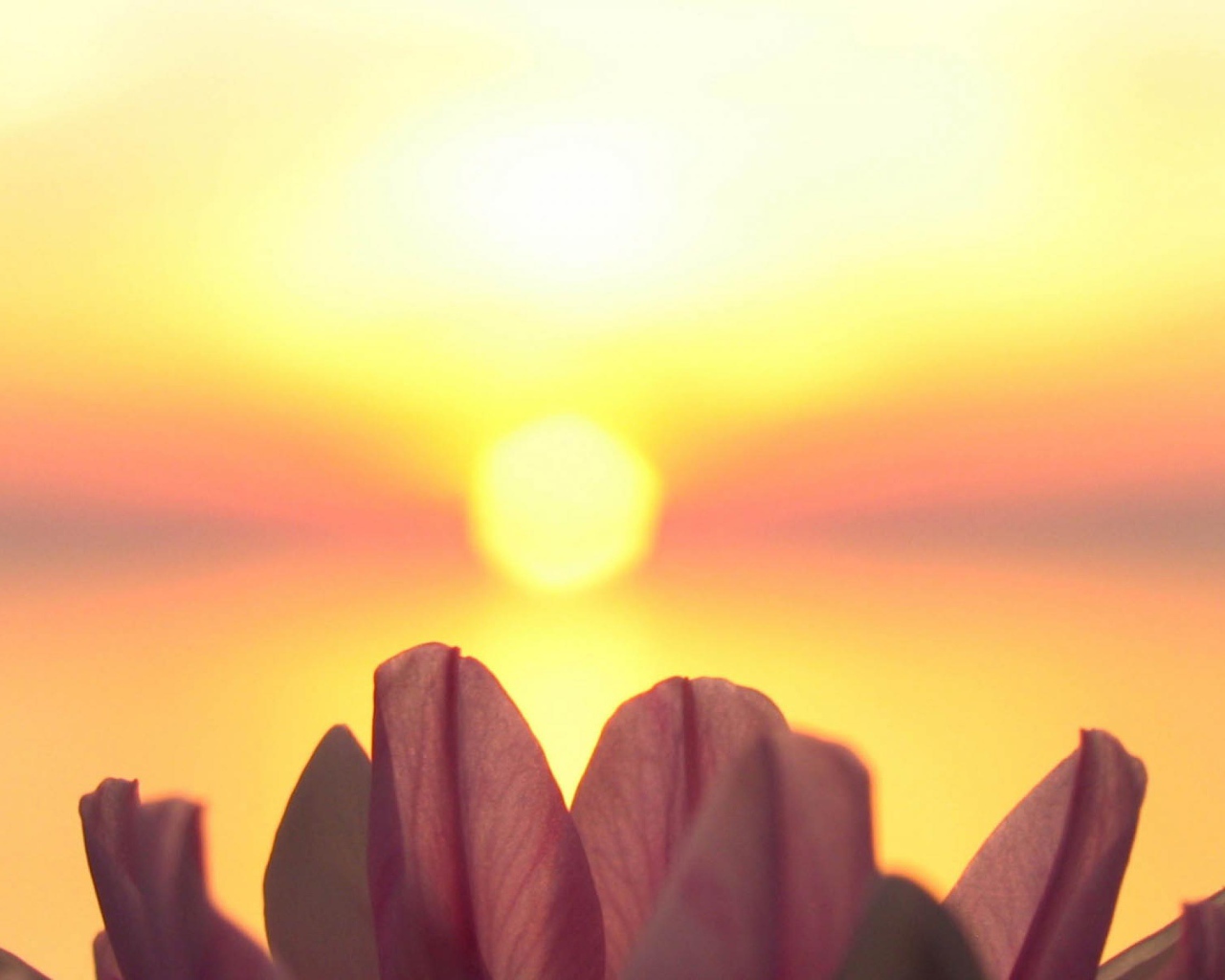Лепестки на фоне солнца