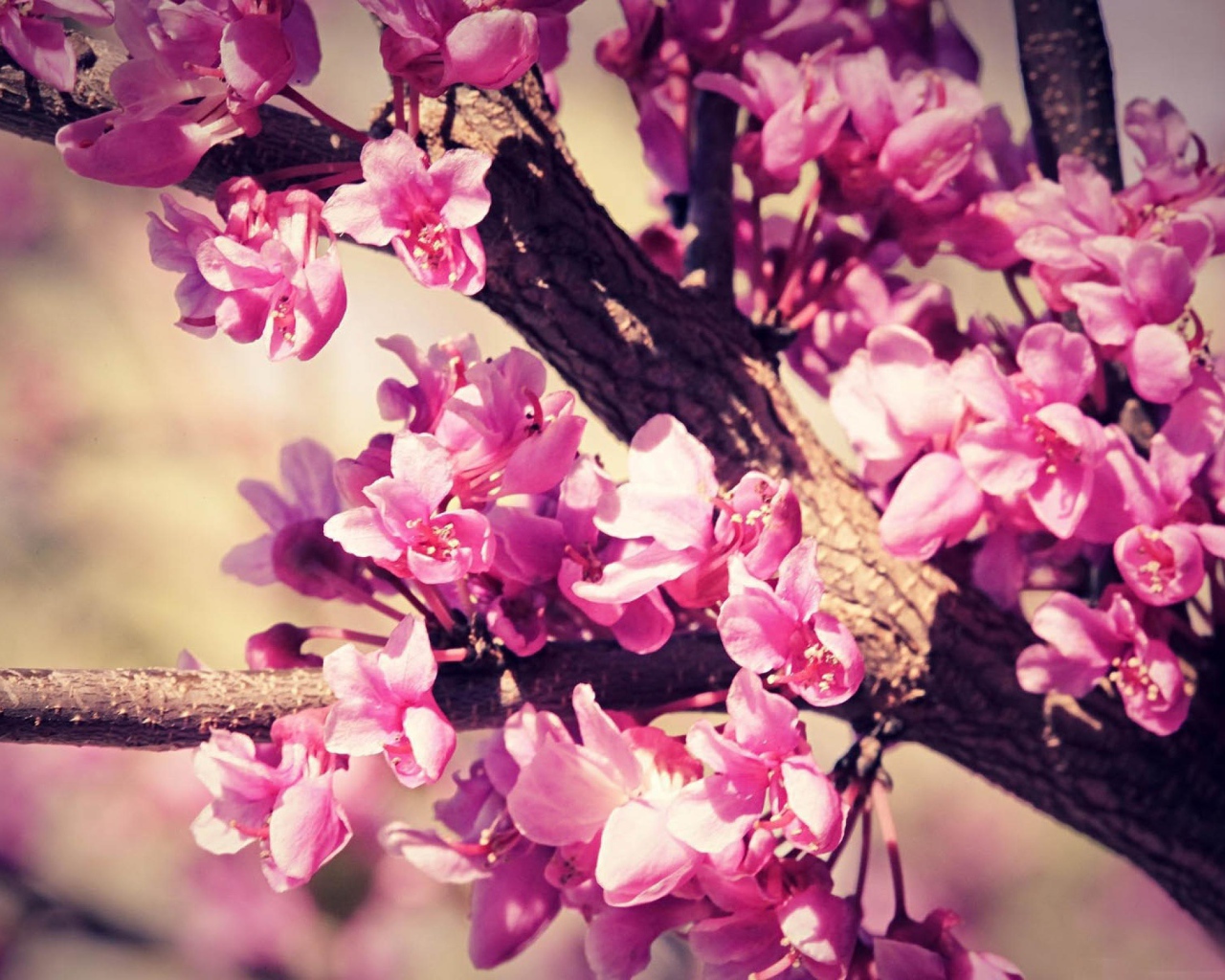 Розовый расцвет