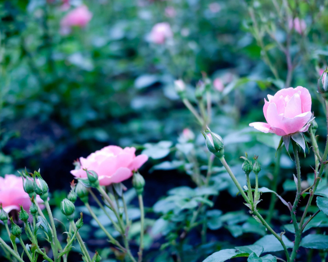 Розовые полевые цветы