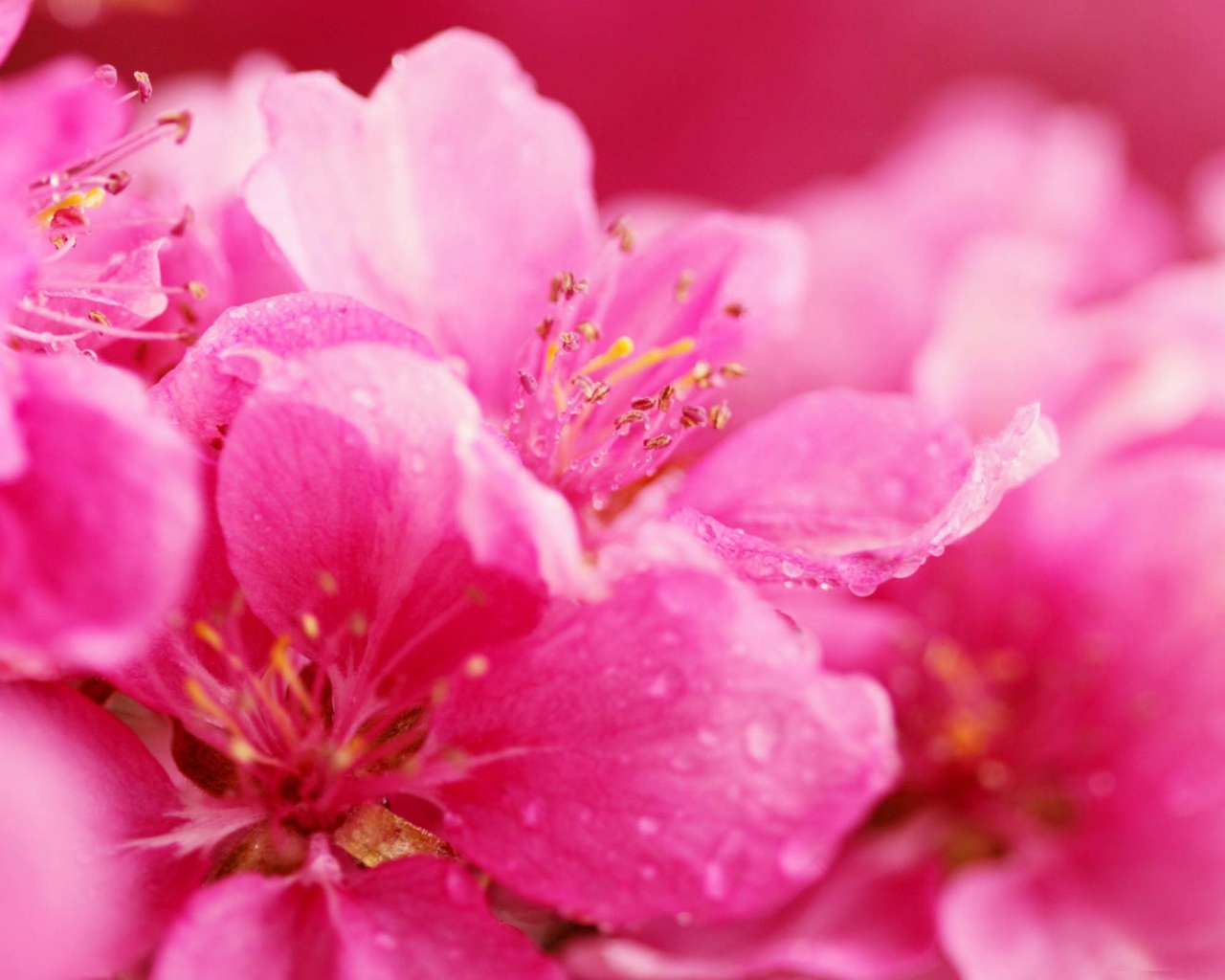 Весенние розовые цветы