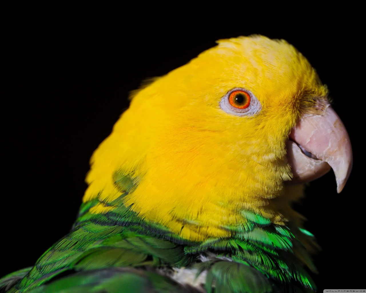 Двухцветный попугай