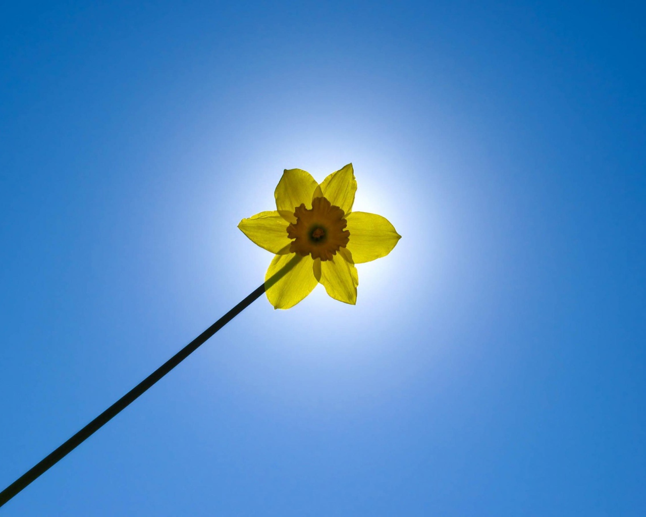 Желтый цветок на фоне неба