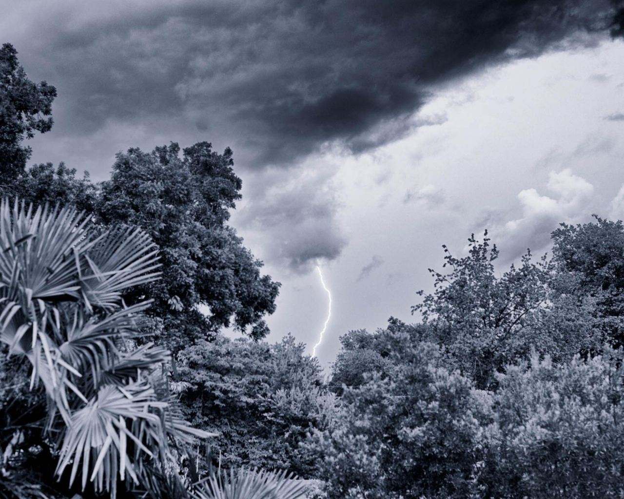 Молния в лесу