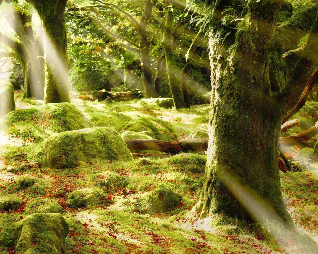 Солнечные лучи в лесу