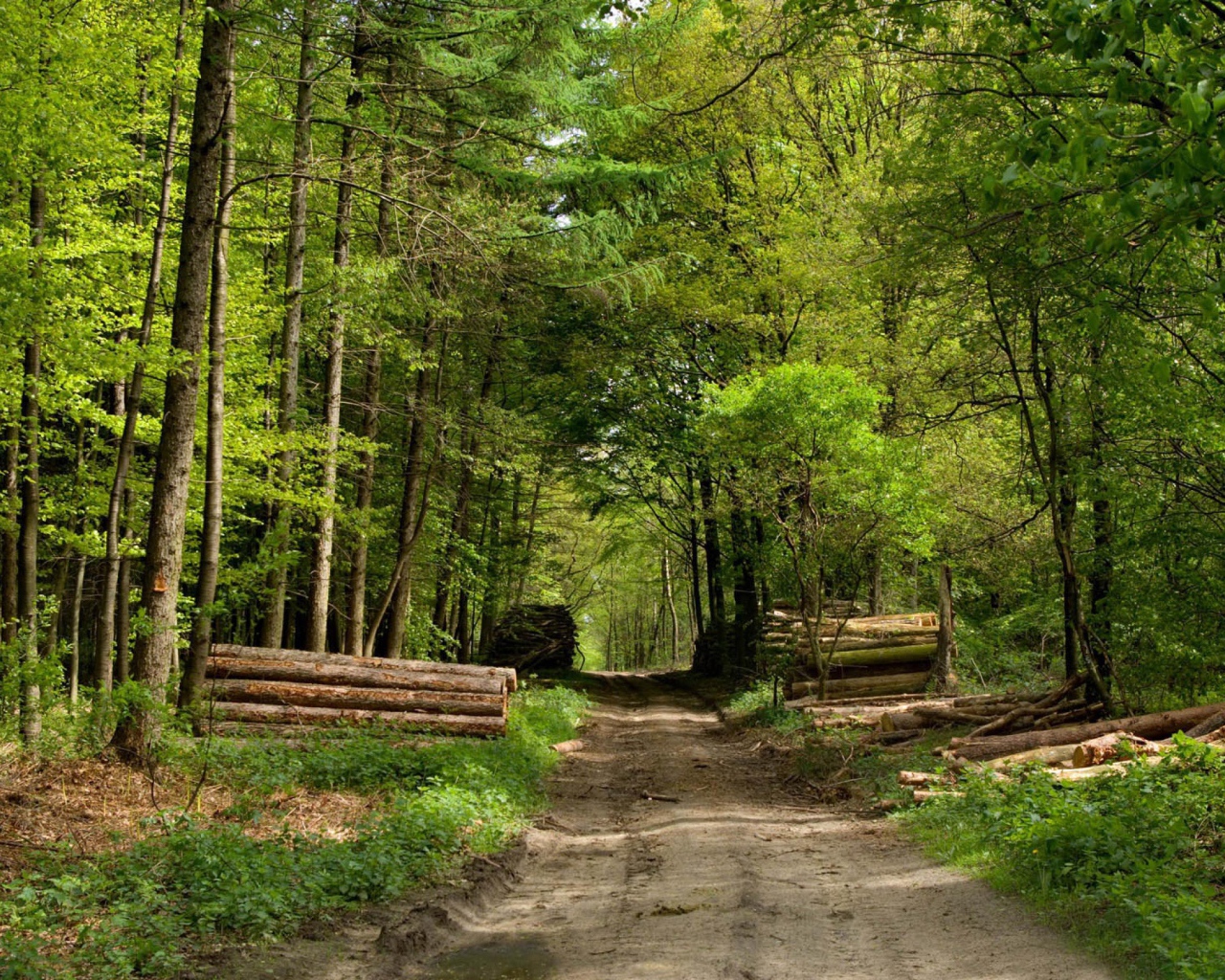 Дорога через зеленый лес