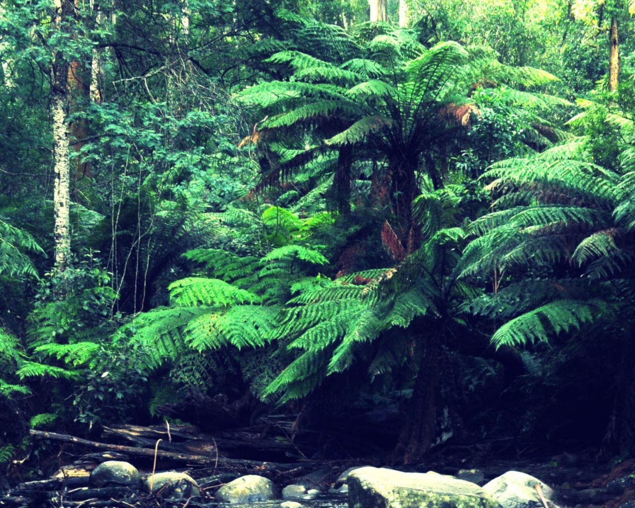 Лес в тропиках