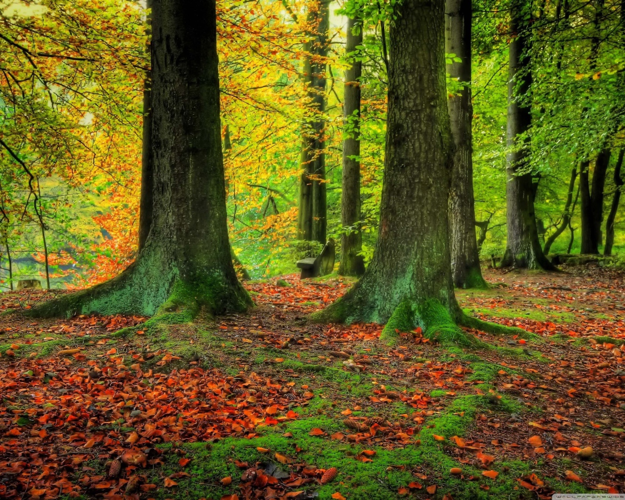 Стволы деревьев