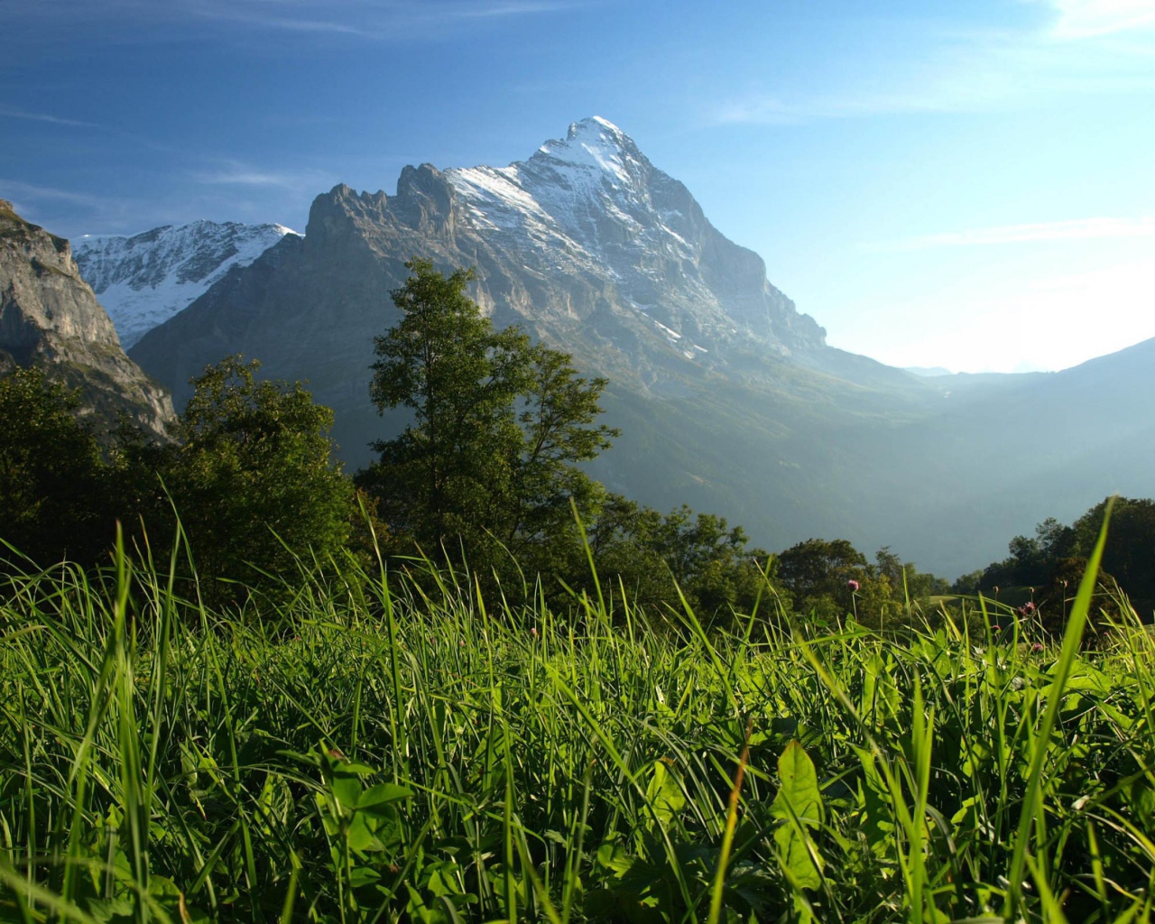 Горы и деревья