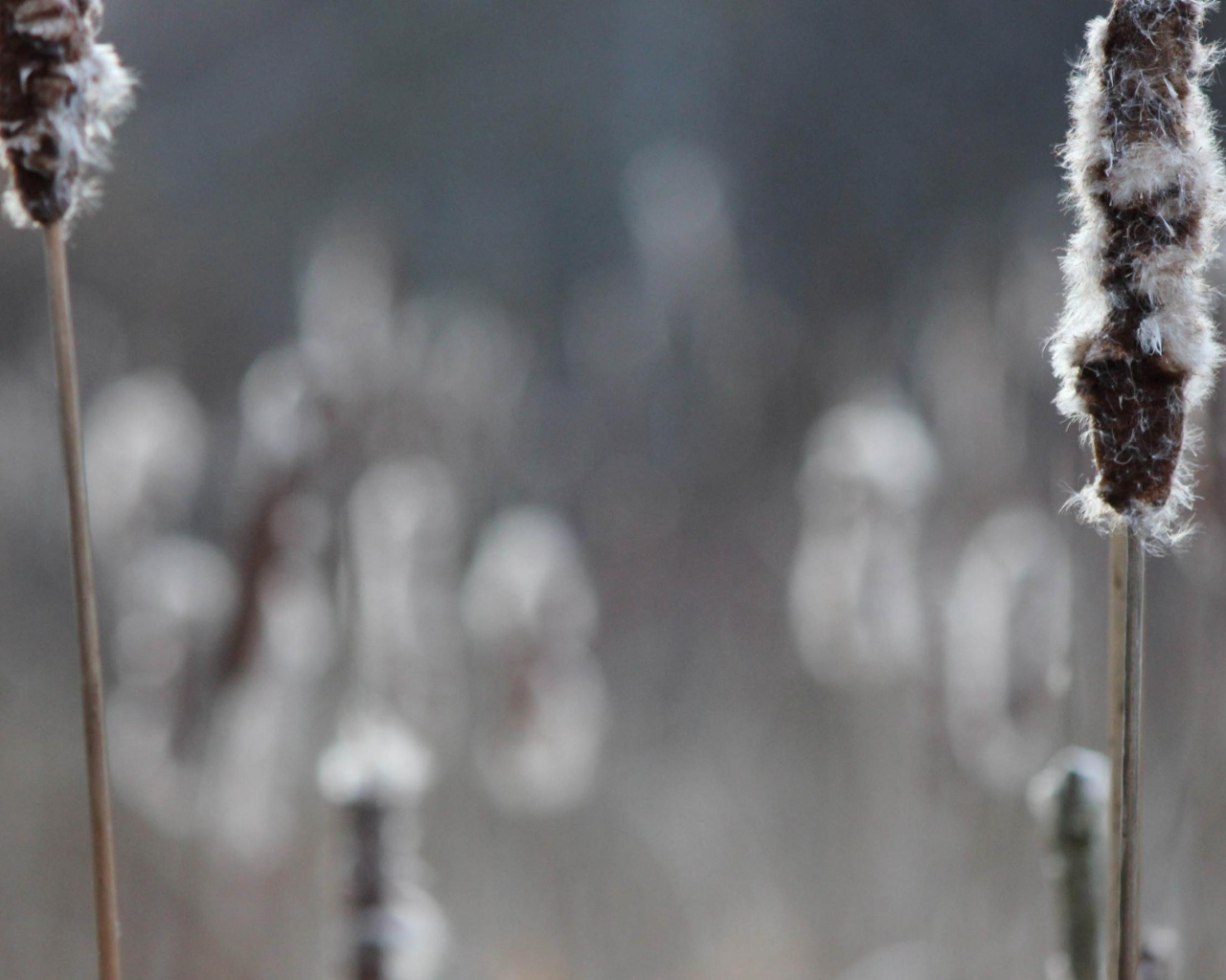 Два колоска