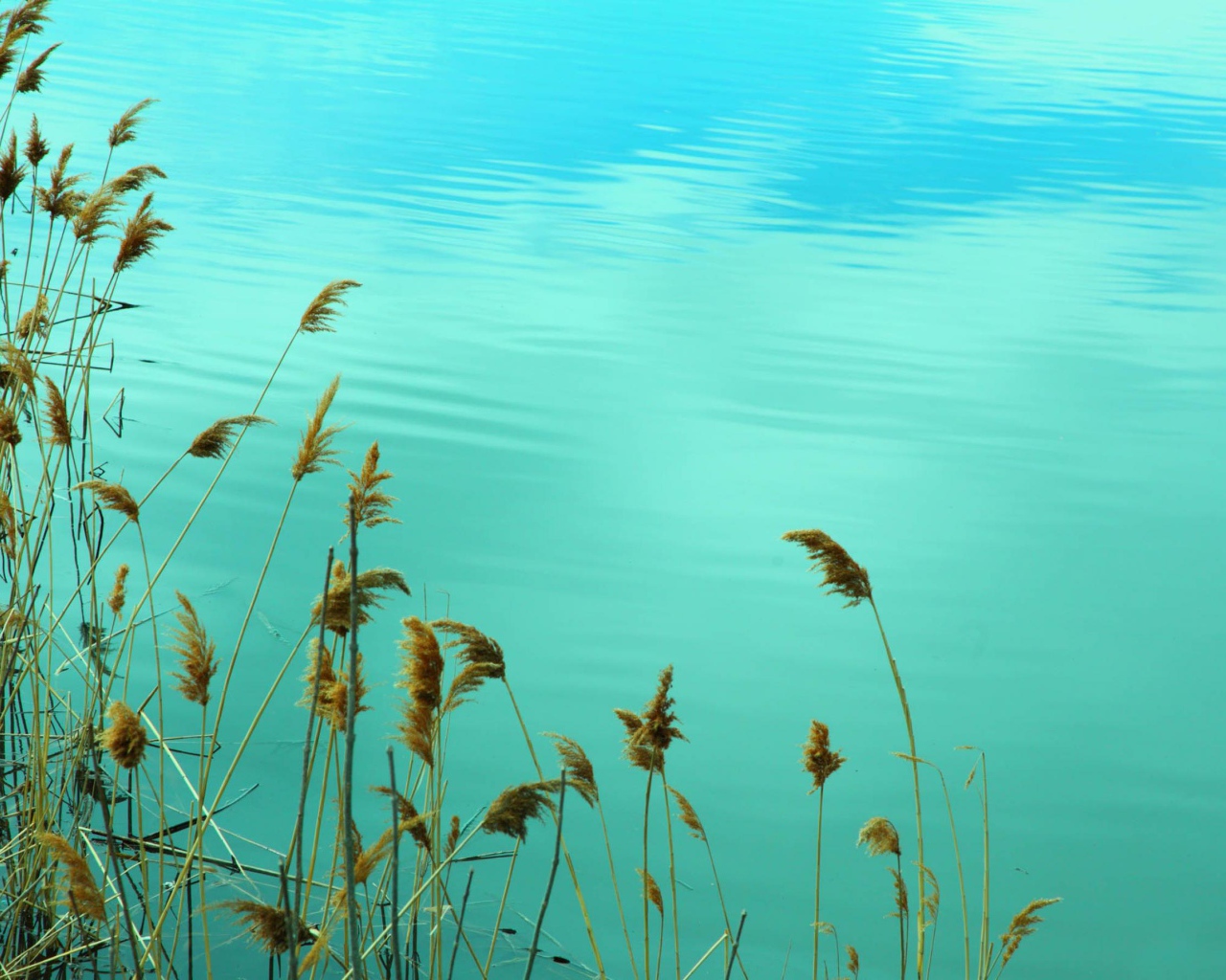 Растения у воды